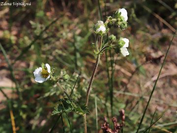 Mochna skaln - Potentilla rupestris L.