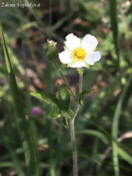 Mochna skaln - Potentilla rupestris L.