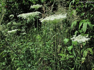 Fotogalerie: Mrkev obecn - Daucus carota L.