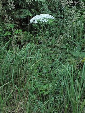 Mrkev obecn - Daucus carota L.