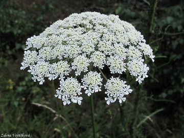 Mrkev obecn - Daucus carota L.