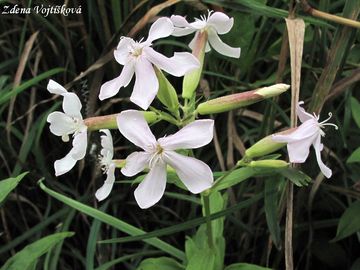 Fotogalerie: Mydlice lkask - Saponaria officinalis L.