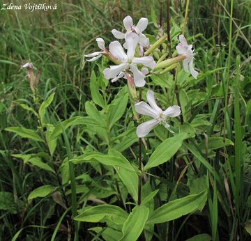 Mydlice lkask - Saponaria officinalis L.