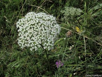 Fotogalerie: Olenk kmnolist - Selinum carvifolia (L.) L.