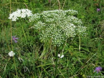 Olenk kmnolist - Selinum carvifolia (L.) L.