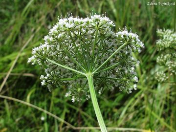 Olenk kmnolist - Selinum carvifolia (L.) L.