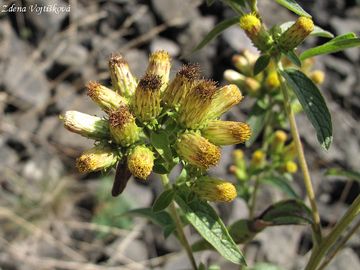 Fotogalerie: Oman hnidk - Inula conyzae (Griesselich) Meikle