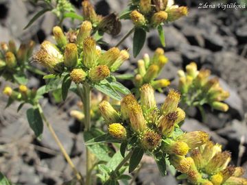 Oman hnidk - Inula conyzae (Griesselich) Meikle