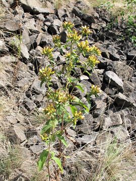 Oman hnidk - Inula conyzae (Griesselich) Meikle