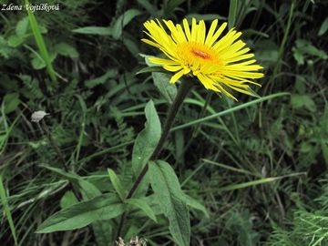 Fotogalerie: Oman srstnat - Inula hirta L.