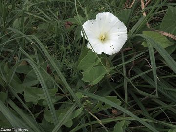 Fotogalerie: Opletnk plotn - Calystegia sepium (L.) R. Br.