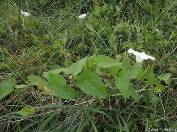 Opletnk plotn - Calystegia sepium (L.) R. Br.