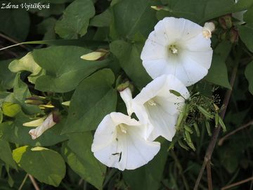 Opletnk plotn - Calystegia sepium (L.) R. Br.