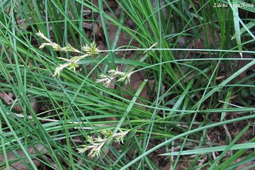 Fotogalerie: Ostice teslicovit - Carex brizoides L.