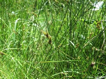 Ostice zaje - Carex ovalis Good.