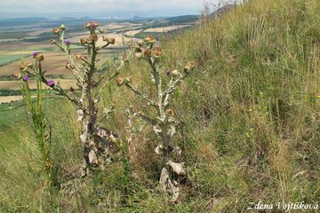 Ostropes trubil - Onopordum acanthium L.