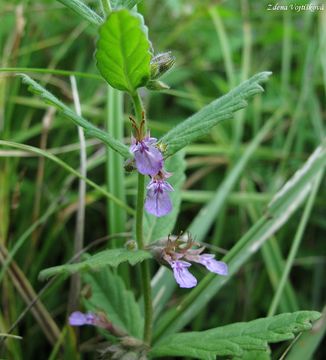 Fotogalerie: Oanka pav - Teucrium scordium L.