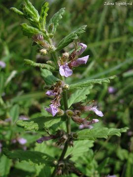Oanka pav - Teucrium scordium L.