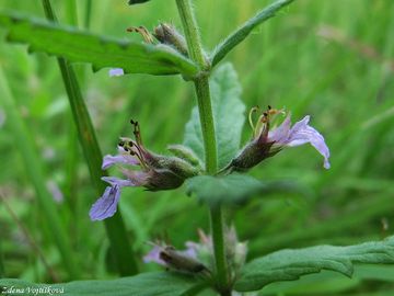 Oanka pav - Teucrium scordium L.