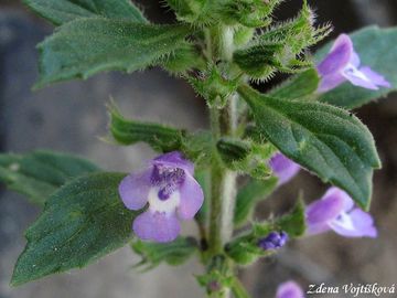Fotogalerie: Pamtnk roln (marulka pamtnk) - Acinos arvensis (Lam.) Dandy