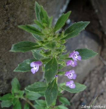 Pamtnk roln (marulka pamtnk) - Acinos arvensis (Lam.) Dandy