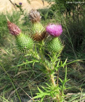 Fotogalerie: Pch obecn - Cirsium vulgare (Savi) Ten.