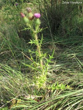 Pch obecn - Cirsium vulgare (Savi) Ten.