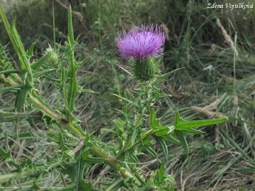 Pch obecn - Cirsium vulgare (Savi) Ten.