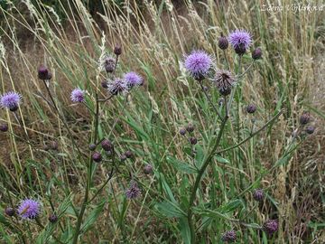 Pch oset - Cirsium arvense (L.) Scop.