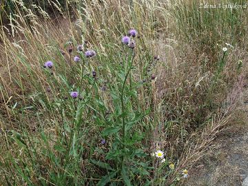 Pch oset - Cirsium arvense (L.) Scop.