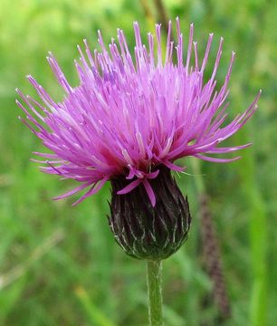 Fotogalerie: Pch panonsk - Cirsium pannonicum (L.f.) Link