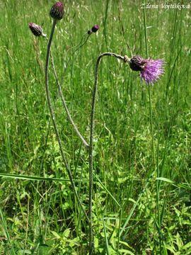 Pch panonsk - Cirsium pannonicum (L.f.) Link