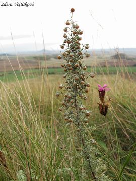 Fotogalerie: pelynk pontick - Artemisia pontica L.