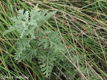 pelynk pontick - Artemisia pontica L.