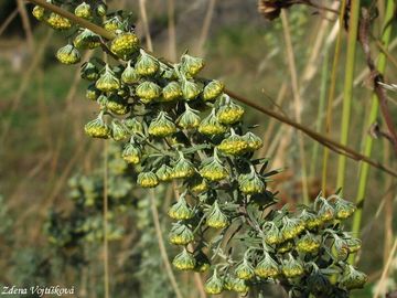 pelynk pontick - Artemisia pontica L.