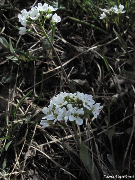Penzek horsk_04