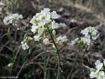 Fotogalerie: Penzek horsk - Thlaspi montanum L.