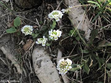 Penzek horsk - Thlaspi montanum L.