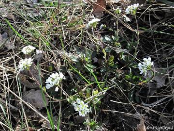 Penzek horsk - Thlaspi montanum L.