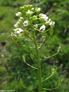 Fotogalerie: Pen�zek roln� - Thlaspi arvense L.