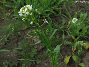 Pen�zek roln� - Thlaspi arvense L.