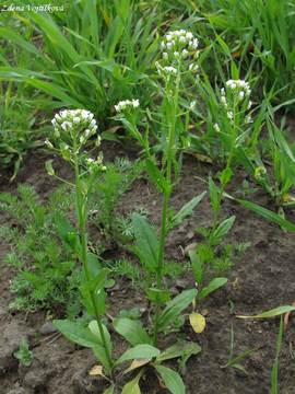 Pen�zek roln� - Thlaspi arvense L.