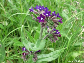 Fotogalerie: Pilt lkask - Anchusa officinalis L.