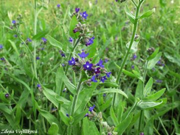 Pilt lkask - Anchusa officinalis L.