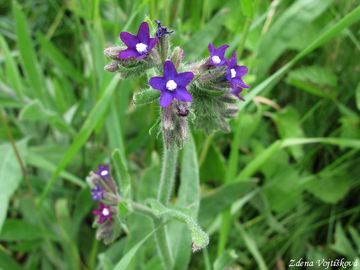 Pilt lkask - Anchusa officinalis L.