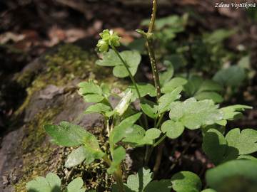 Fotogalerie: Pimovka mousov - Adoxa moschatellina L.