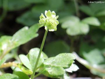 Pimovka mousov - Adoxa moschatellina L.