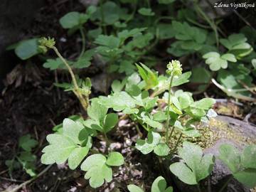 Pimovka mousov - Adoxa moschatellina L.