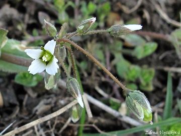 Plevel okolinat - Holosteum umbellatum L.