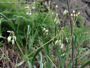 Plevel okolinat - Holosteum umbellatum L.